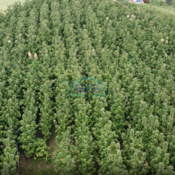 Dijual Tanah Kebun Jati Warungkiara Sukabumi Jawa Barat LT 620000m2-4