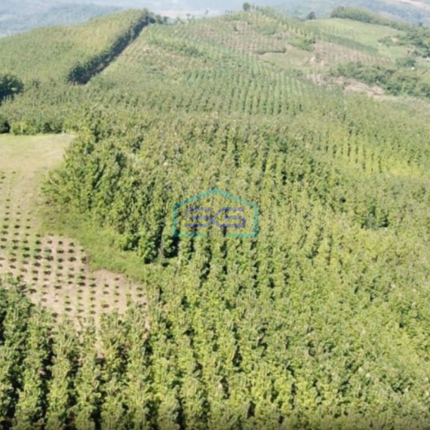 Dijual Tanah Kebun Jati Warungkiara Sukabumi Jawa Barat LT 620000m2-1