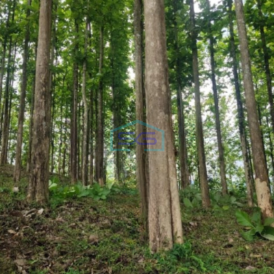 Dijual Tanah Kebun Jati Warungkiara Sukabumi Jawa Barat LT 620000m2