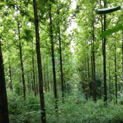 Dijual Tanah Kebun Jati Warungkiara Sukabumi Jawa Barat LT 620000m2