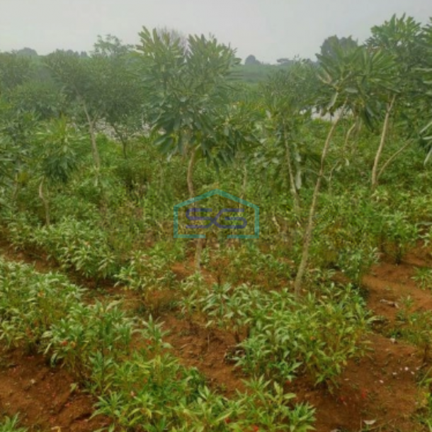 Dijual Tanah Di Ciseeng Bogor Luas Tanah 1200m2 SHM-3