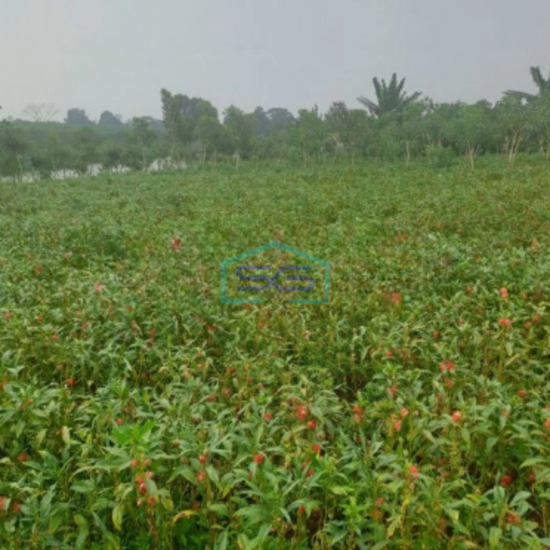 Dijual Tanah Di Ciseeng Bogor Luas Tanah 1200m2 SHM-2