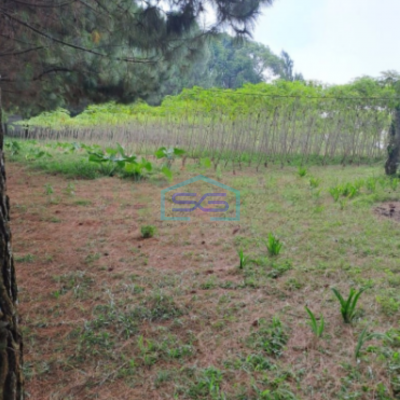 Dijual Tanah Kebon Pinus Desa Gunung Gelis Sukaraja Bogor LT 9000m2