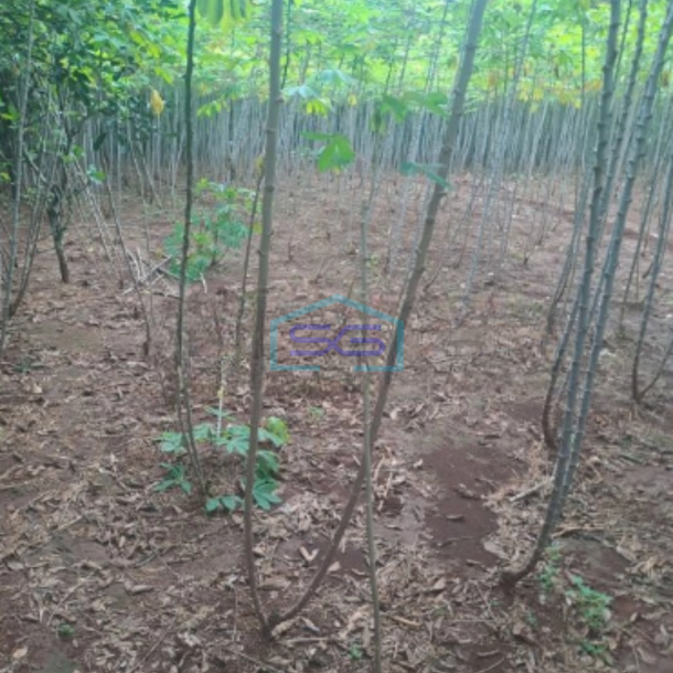 Dijual Tanah di Cibeteng Udik Ciseeng Bogor Luas Tanah 2000m2-2