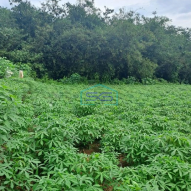 Dijual Tanah di Area Mekarsari Rumpin Bogor Luas 1000m2 SHM-2