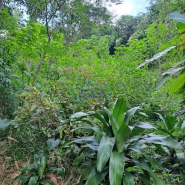 Dijual Tanah di Desa Rabak Rumpin Bogor Jawa Barat Luas Tanah 20000m2-2