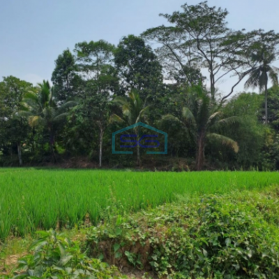 Dijual Tanah Lokasi di Pabuaran Bogor Jawa Barat LT 1200m2