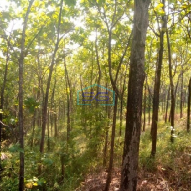 Dijual Tanah di Desa Cibadak Tanjung Sari Bogor Timur LT 10 Hektar-3