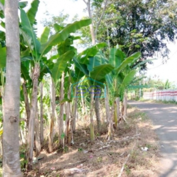 Dijual Tanah di Desa Cibadak Tanjung Sari Bogor Timur LT 10 Hektar-1