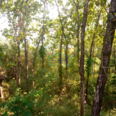 Dijual Tanah di Desa Cibadak Tanjung Sari Bogor Timur LT 10 Hektar