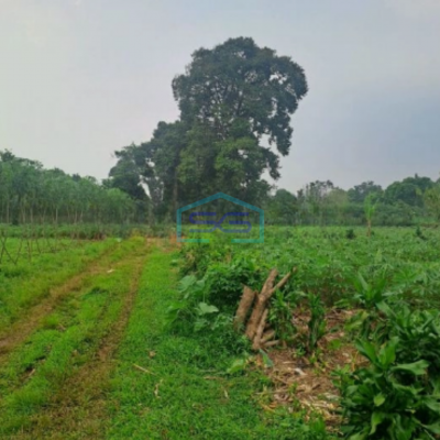 Di Tanah di Daerah Cibeuteung Udik Ciseeng Bogor Luas Tanah 15000m2