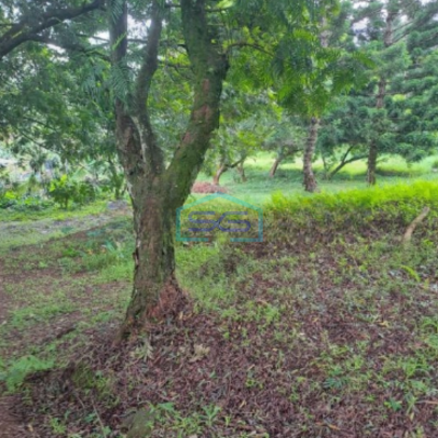 Dijual Tanah Jalan Kawasan Cisarua Bogor Luas Tanah 10000m2