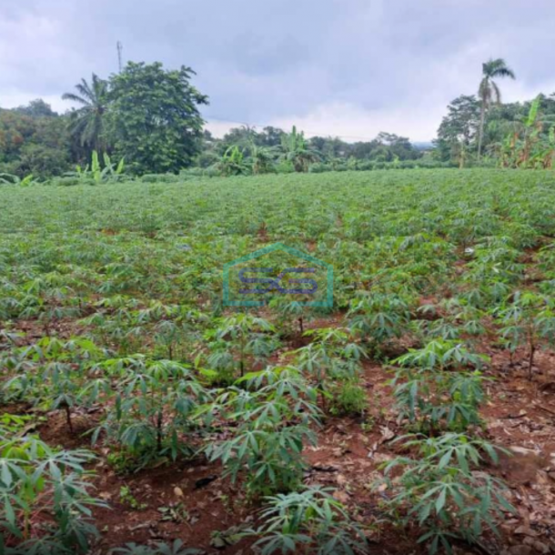 Dijual Tanah Bebas Banjir di Kawasan Industri Tengsaw Citeureup Bogor LT 30000m2-2