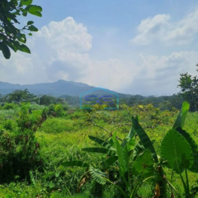 Dijual Tanah di Desa Batu Tulis Nanggung Bogor Luas Tanah 4 Hektar
