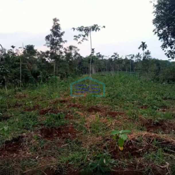 Dijual Tanah Di Sukatani Bogor Luas Tanah 200000m2 SHM-1