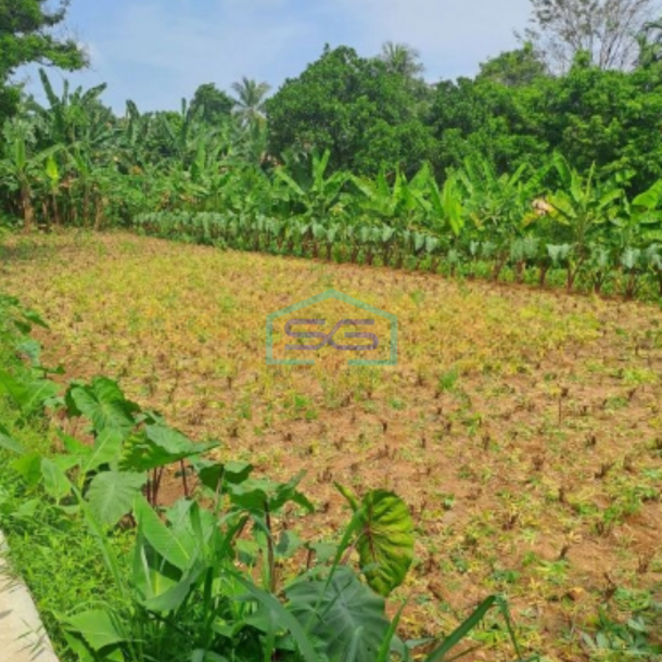 Dijual Tanah Di Kemang Bogor Luas Tanah 15000m2 Lokasi Bagus-2