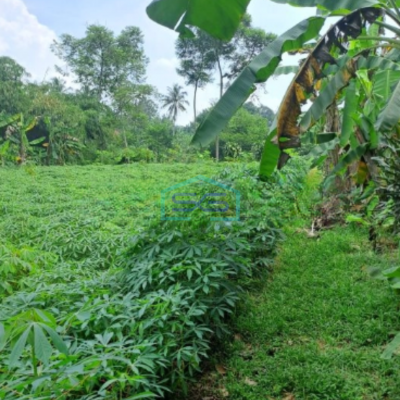 Dijual Tanah Di Kemang Bogor Luas Tanah 15000m2 Lokasi Bagus