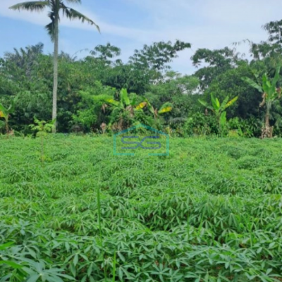 Dijual Tanah Di Kemang Bogor Luas Tanah 15000m2 Lokasi Bagus