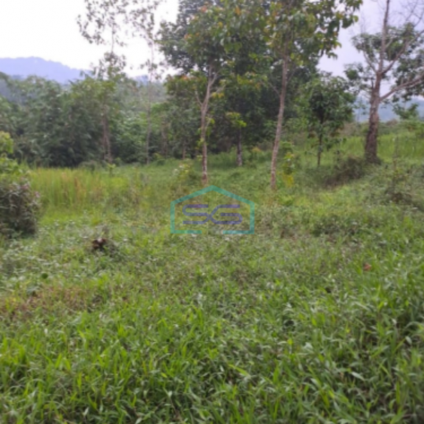 Dijual Tanah Desa Sadeng Lewisadeng Bogor Luas Tanah 20000m2-3