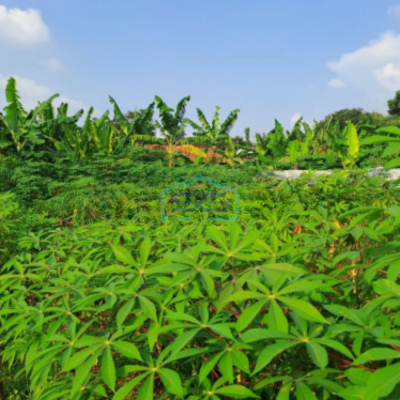 Dijual Tanah di Desa Sentul Kawasan Industri Babakan Madang Bogor LT 1500m2