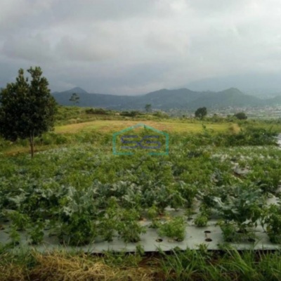 Dijual Tanah Bagus di Cipanas Cianjur Luas Tanah 50000m2