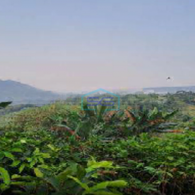 Dijual Tanah di Desa Pabuaran Perbatasan Citeureup Sukamakmur Bogor LT 50000m2