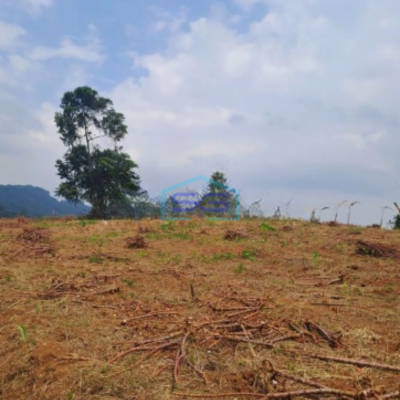 Dijual Tanah Di Sentul Citeureup Bogor Luas Tanah 105 Hektar