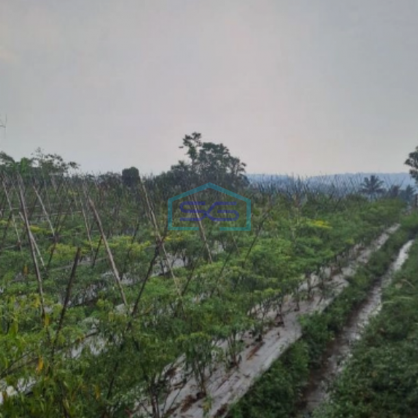 Dijual Tanah Bagus di Desa Cileungsi Ciawi Bogor Luas Tanah 5000m2-2