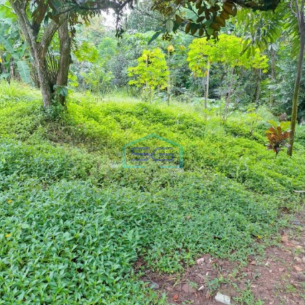 Dijual Tanah Di Ciseeng Bogor Luas Tanah 10000m2  Cocok Untuk Investasi-2