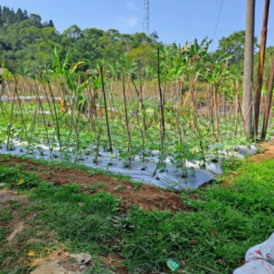 Dijual Tanah di Cipayung Puncak Bogor Jalan Terobosan LT 2000m2