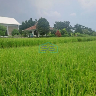 Dijual Tanah Di Ciampea Udik Bogor Luas Tanah 1800m2