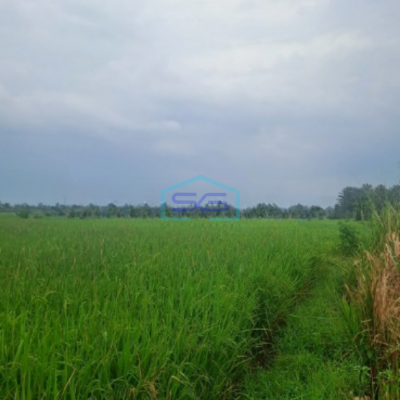 Dijual Tanah Di Ciampea Udik Bogor Luas Tanah 1800m2