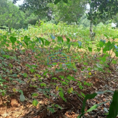 Dijual Tanah Di Daerah Kemang Bogor Lokasi Bebas Banjir LT 1000m2