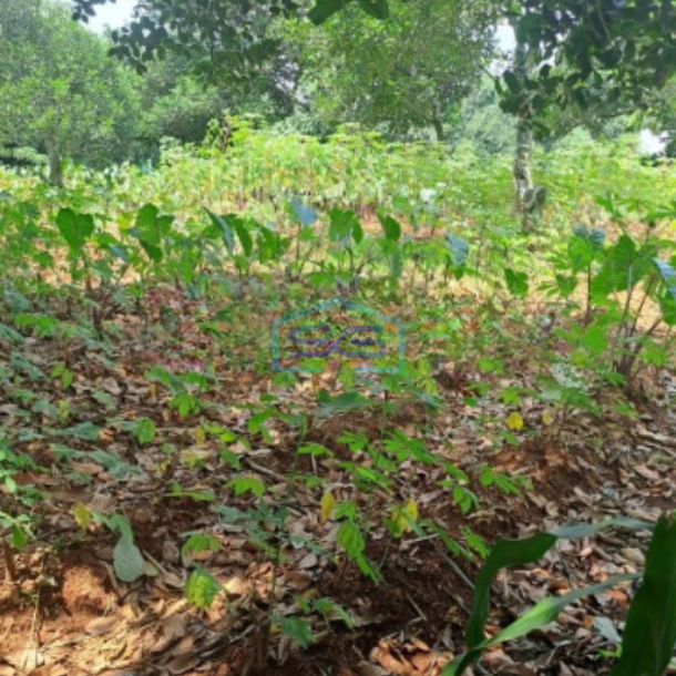 Dijual Tanah Di Daerah Kemang Bogor Lokasi Bebas Banjir LT 1000m2-4