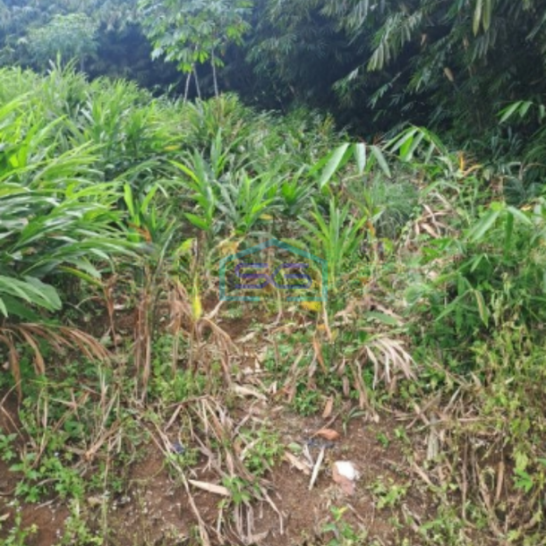 Dijual Tanah Di Daerah Kemang Bogor Lokasi Bebas Banjir LT 1000m2-1