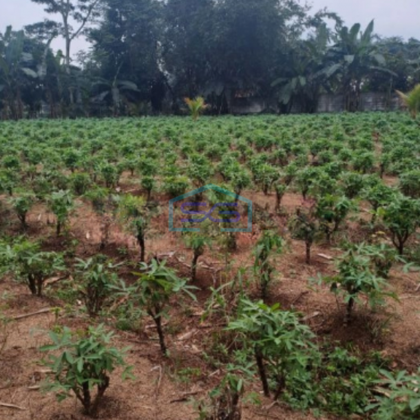 Dijual Tanah Di Daerah Ciseeng Bogor Bebas Banjir LT 1009m2-1