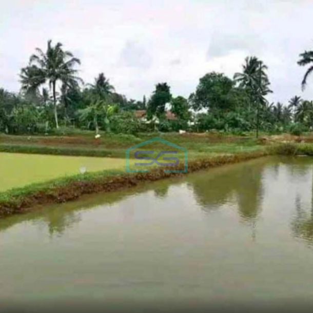 Dijual Tanah Di Ciseeng Bogor Luas Tanah 6500m2  Cocok Untuk Investasi-2