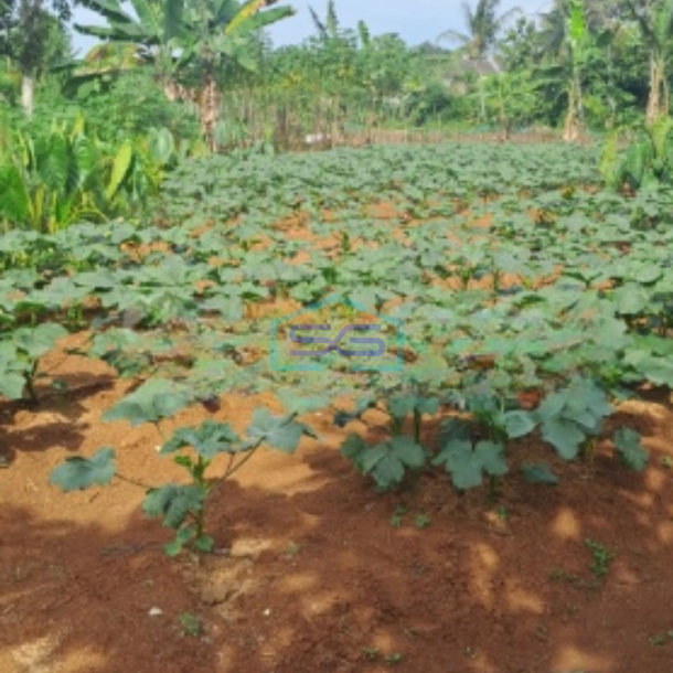 Dijual Tanah Di Kemang Bogor Luas Tanah 13000m2-2