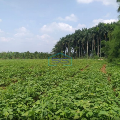 Dijual Tanah Desa di Cicadas Ciampea Bogor Luas 350000m2