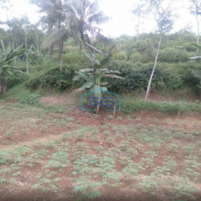 Dijual Tanah Desa di Cicadas Ciampea Bogor Luas 350000m2