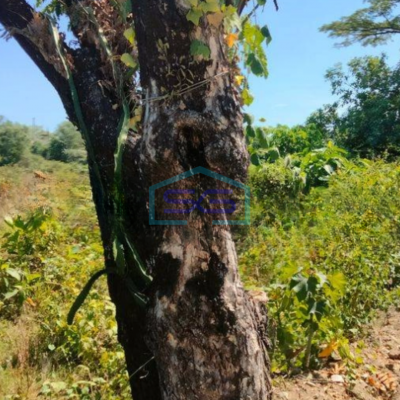 Dijual Tanah 1 hectare di Pattene,