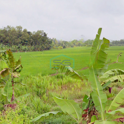 Dijual Tanah Kavling Luas Tanah 25 Ha di Jalan Curug Badak Lebak Banten Tangerang