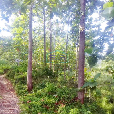 Dijual Tanah Luas 20 Ha Cibanteng Bogor