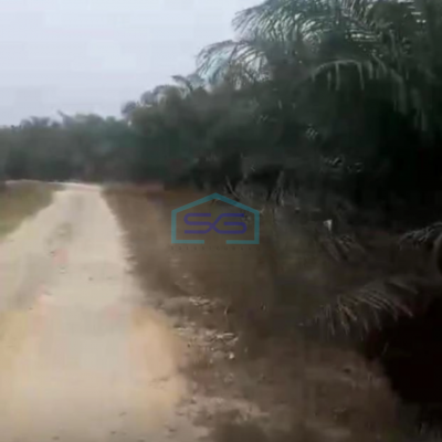 Dijual Tanah Kebun Sawit 200ha Di Siak Riau