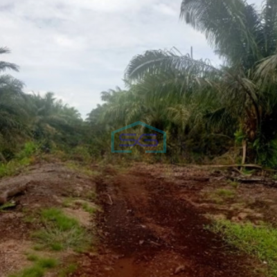 Dijual Tanah Kebun Sawit 263Ha Di Pelalawan Riau