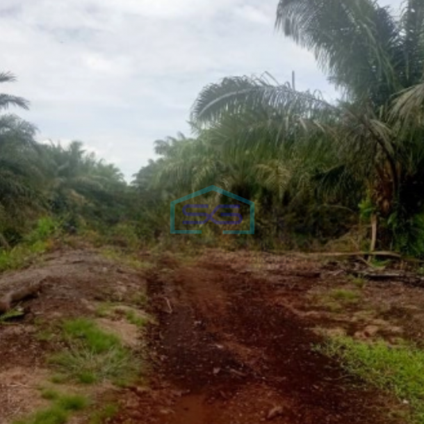 Dijual Tanah Kebun Sawit 263Ha Di Pelalawan Riau-4