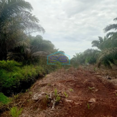 Dijual Tanah Kebun Sawit 263Ha Di Pelalawan Riau