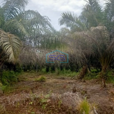 Dijual Tanah Kebun Sawit 263Ha Di Pelalawan Riau