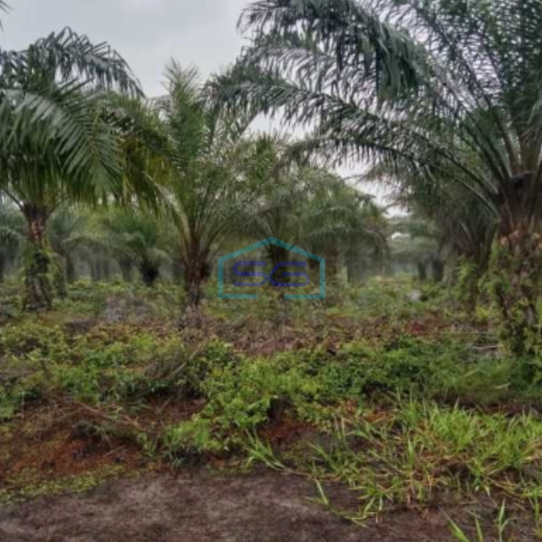 Dijual Tanah Kebun Sawit 550Ha Di Rokan Hilir Riau-2