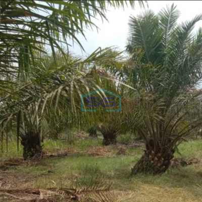 Dijual Tanah Kebun Sawit 550Ha Di Rokan Hilir Riau